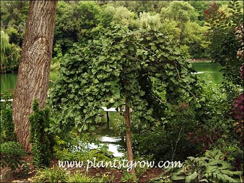 Ginkgo pendula growing as a standard
